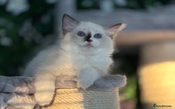 Ragdoll cats for sale: TICA, DNA tested, 5 gen pedigree  - Image 11