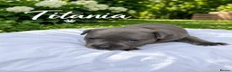 Staffordshire Bull Terrier dogs for sale: Staffordshire bull terrier - Advert 4