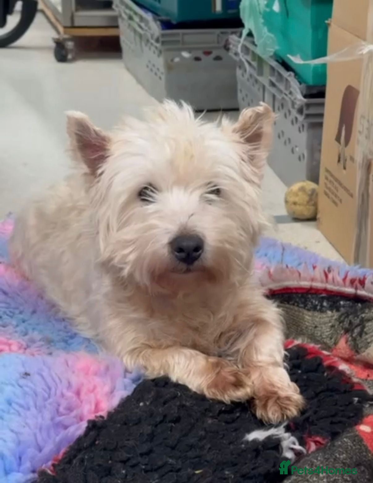 West Highland Terrier dogs West Highland terrier female in need new home - Advert 7