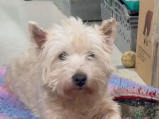 West Highland Terrier dogs West Highland terrier female in need new home - Advert 7