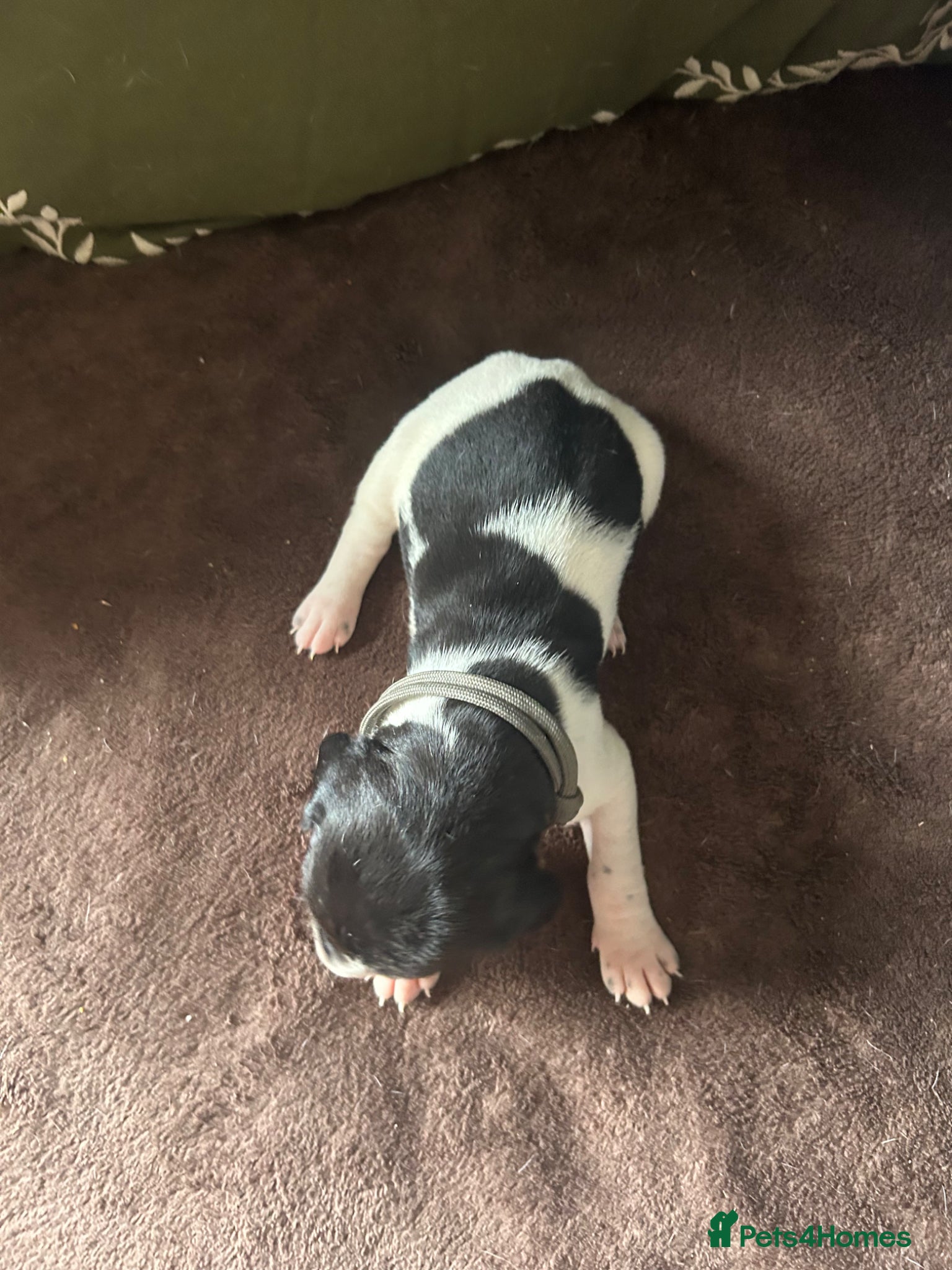 Pointer dogs for sale: KC English Pointer Puppies - Advert 31