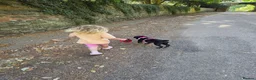 Mixed Breed dogs for sale: Luna Little Legs 6 months  - Advert 16