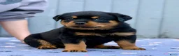 Rottweiler dogs for sale: 5 Exceptional KC Registered Rottweiler Puppies - Advert 7