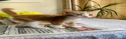 Mixed Breed cats for sale: Meet the Purr-fect Trio: Kurilian Bobtail Mixes - Advert 12