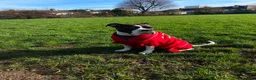 Boxer dogs for sale: I’m Amora in London - Advert 2