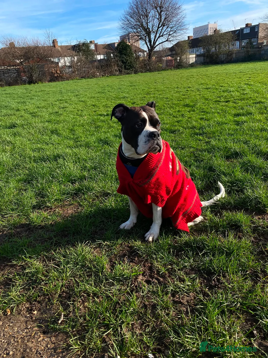 Boxer dogs for sale: I’m Amora in London - Advert 2