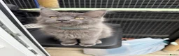 Maine Coon cats for sale: TICA Registered Maine Coon Kittens - Advert 8