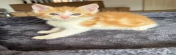 Mixed Breed cats for sale: 6 beautiful ginger kittens  - Advert 7