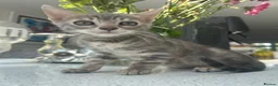 Bengal cats for sale: 3 Beautiful Blue Female TICA Reg Bengal kittens  - Advert 5