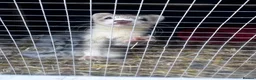 Ferret rodents for sale: Female ferret kit - Advert 4