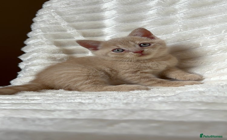 British Shorthair cats - Advert 1
