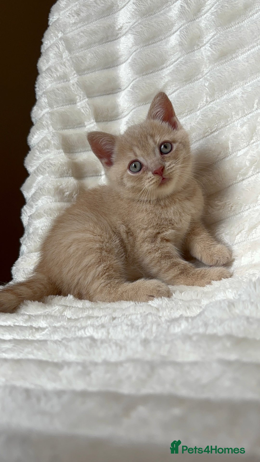 British Shorthair cats for sale: OUTSTANDING GCCF + HEALTH TESTED BSH + BLH KITTENS - Image 1