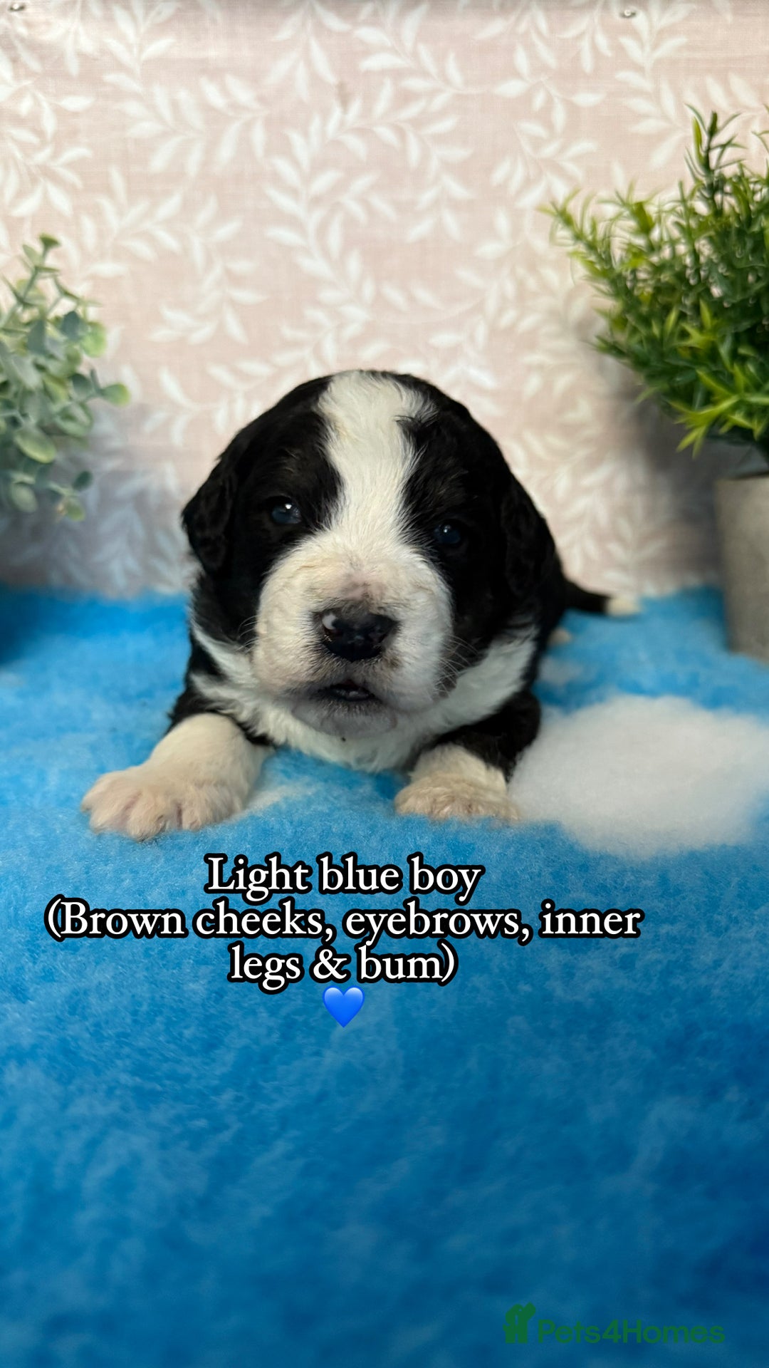 Bernedoodle dogs for sale: 💙Medium Sized Chunky Bernedoodles🩷 - Advert 1