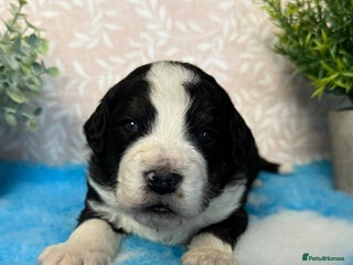 Bernedoodle dogs 💙Medium Sized Chunky Bernedoodles🩷 - Advert 3