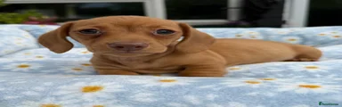 Miniature Dachshund Puppy 5