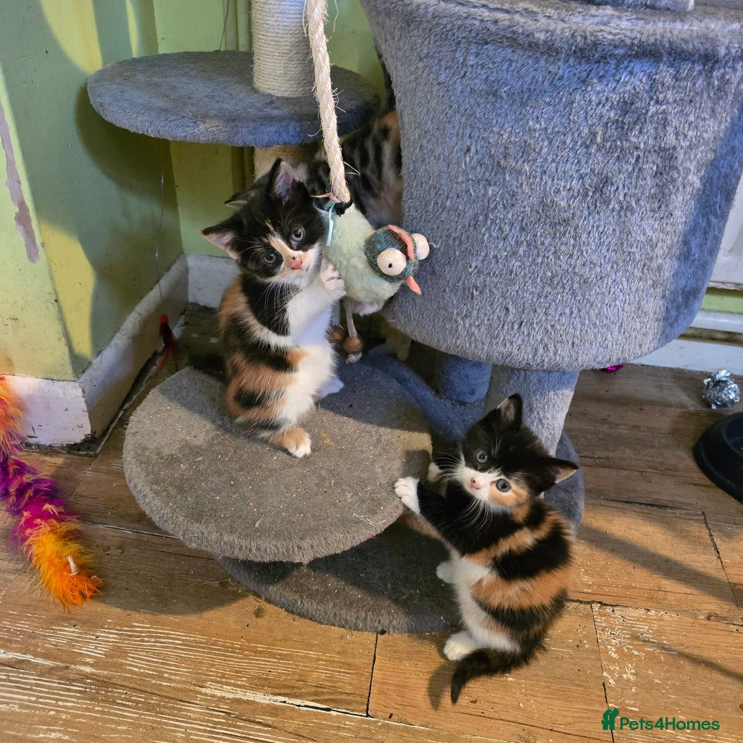 Mixed Breed cats for sale: Beautiful mixed breed female kitten  - Image 10