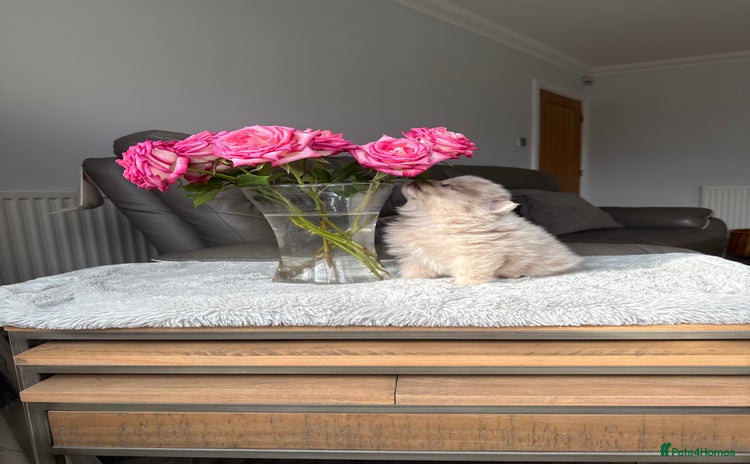 Pomeranian dogs - Advert 5