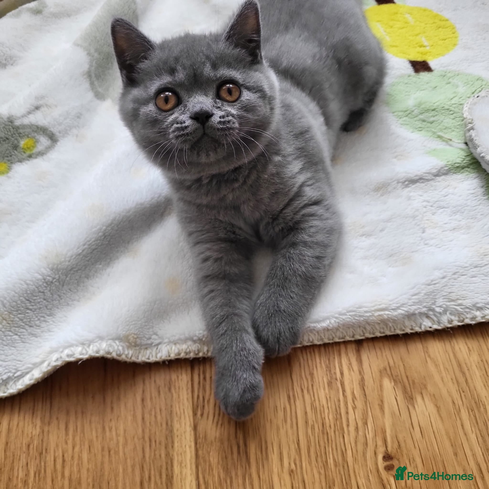 British Shorthair cats Beautiful British Shorthair Male Kitten (1 LEFT) - Advert 5