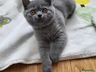 British Shorthair cats Beautiful British Shorthair Male Kitten (1 LEFT) - Advert 5