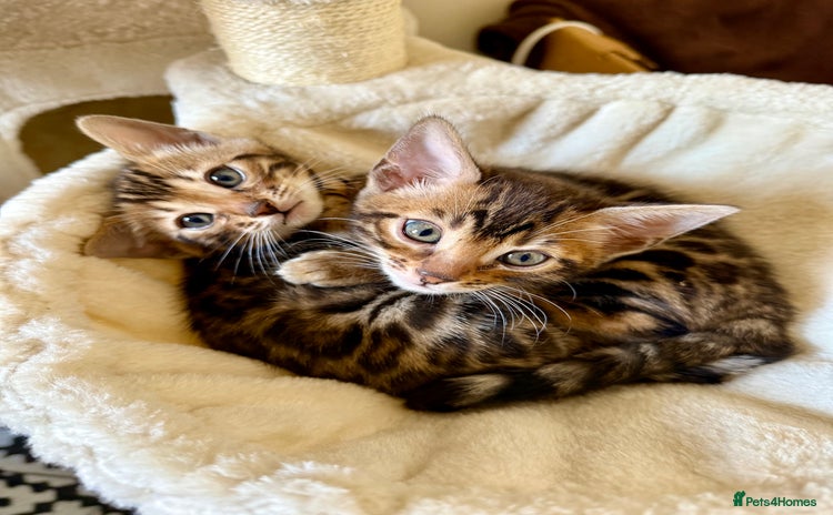 Bengal cats - Advert 1