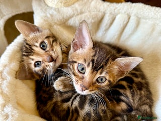 Bengal cats - Advert 25