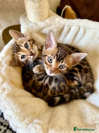 Bengal cats - Advert 7