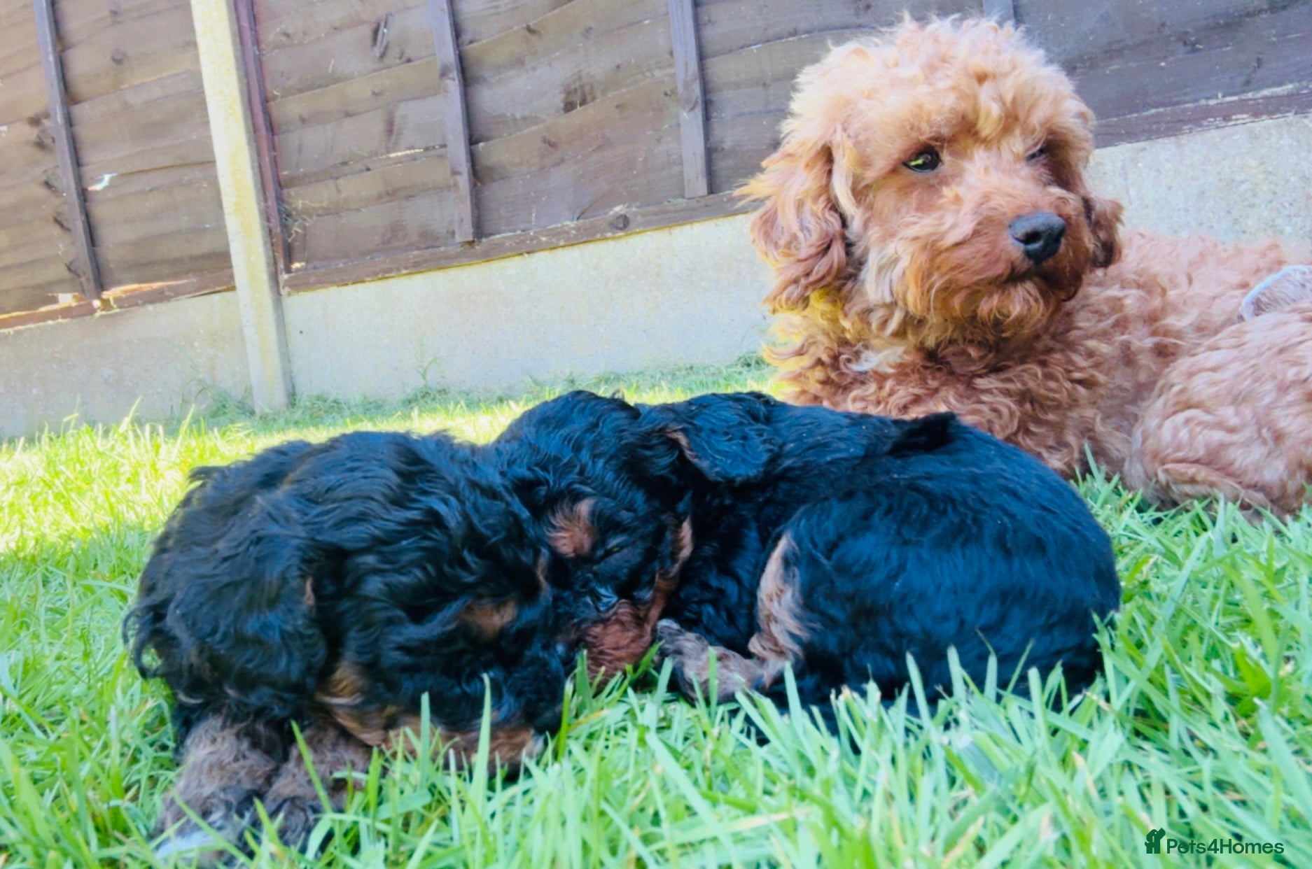 Cavapoo dogs F2B Cavapoo puppies  - Advert 5