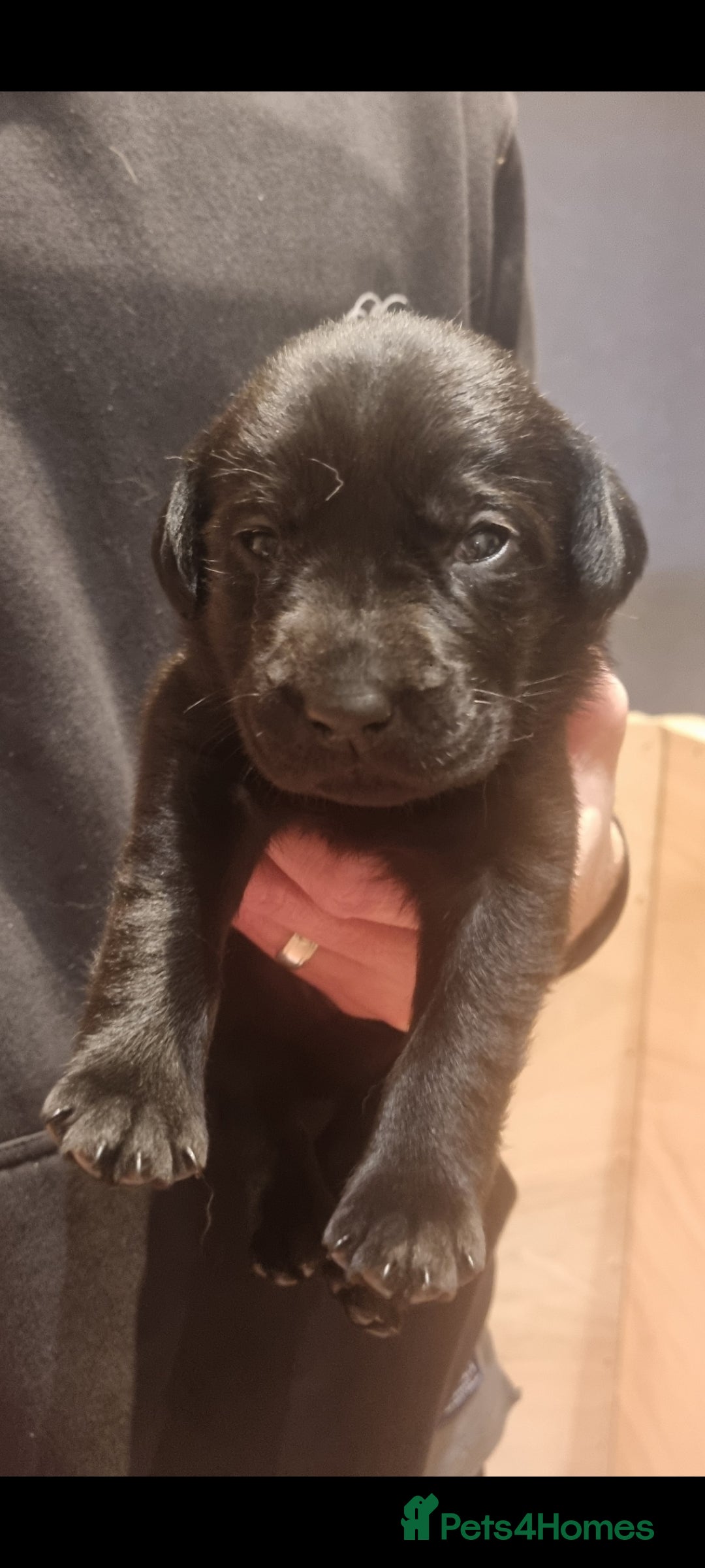 Labrador Retriever dogs for sale: Beautiful chunky labrador puppies - Advert 11