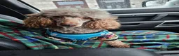Standard Poodle dogs for sale: Rarely seen in UK - Moyen Poodle - Advert 21