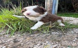 Bearded Collie dogs for sale: 🚨3/4 BEAUTIFUL BEARDIE PUPPIES 🚨 - Image 5