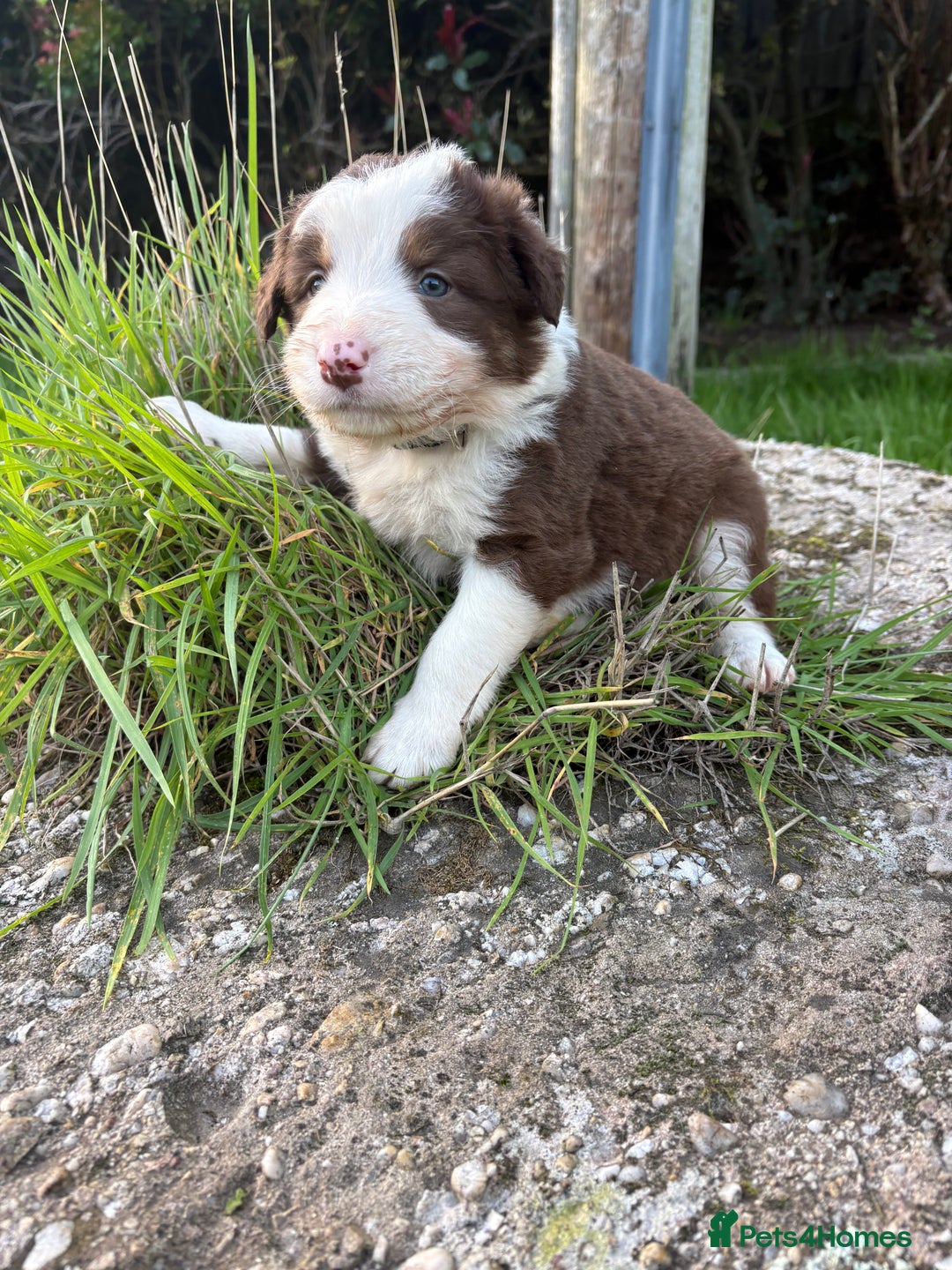 Bearded Collie dogs for sale: 🚨3/4 BEAUTIFUL BEARDIE PUPPIES 🚨 - Image 5