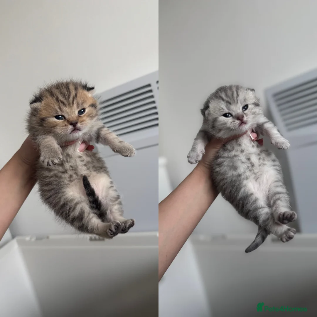 Scottish Fold cats for sale: Adorable Scottish kittens for sale🐾 - Advert 1