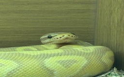 Python Snake reptiles for sale: Royal python  - Image 2