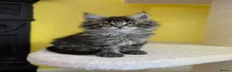 Maine Coon cats for sale: TICA Registered Maine Coon Kittens  - Advert 16