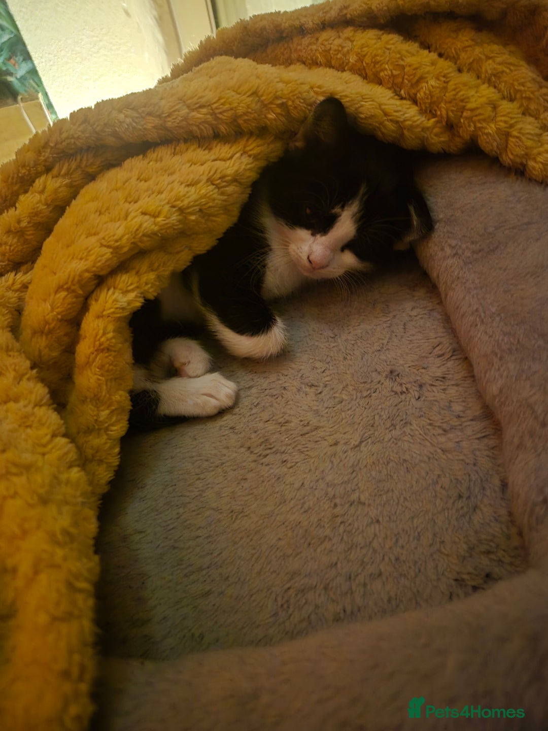 Mixed Breed cats for sale: Cute kitten - Advert 3