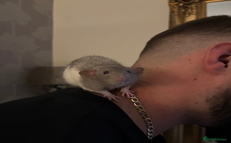 Rat rodents - Advert 3