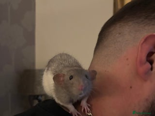 Rat rodents - Advert 10