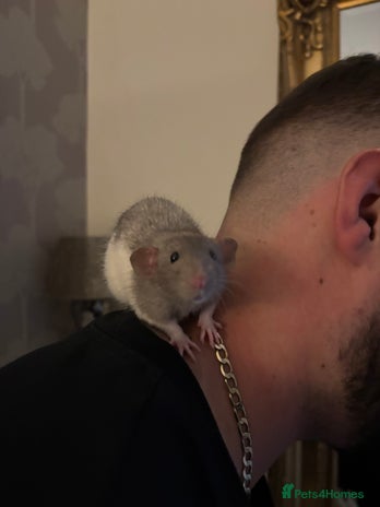 Rat rodents - Advert 6