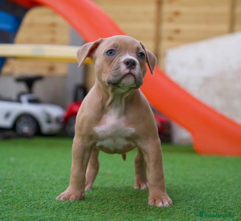 American Bully dogs for sale: Pocket bully pups for sale  - Advert 11