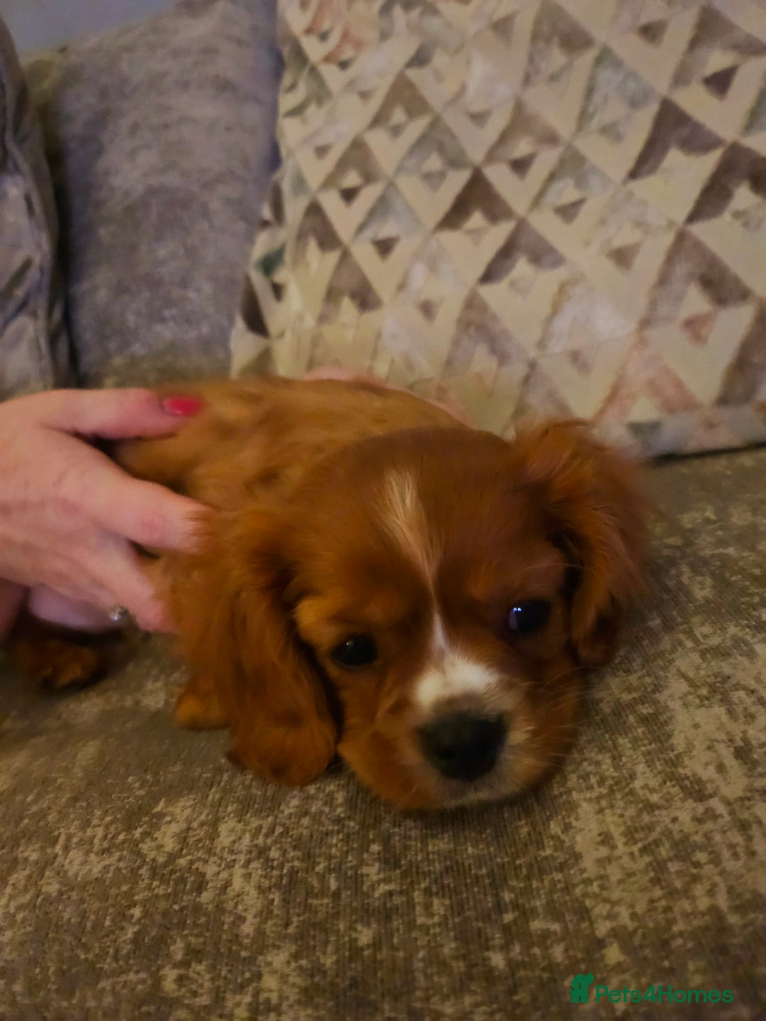 Cavalier King Charles Spaniel dogs for sale: Cavalier king charles puppys READY NOW pedigree KC - Advert 11