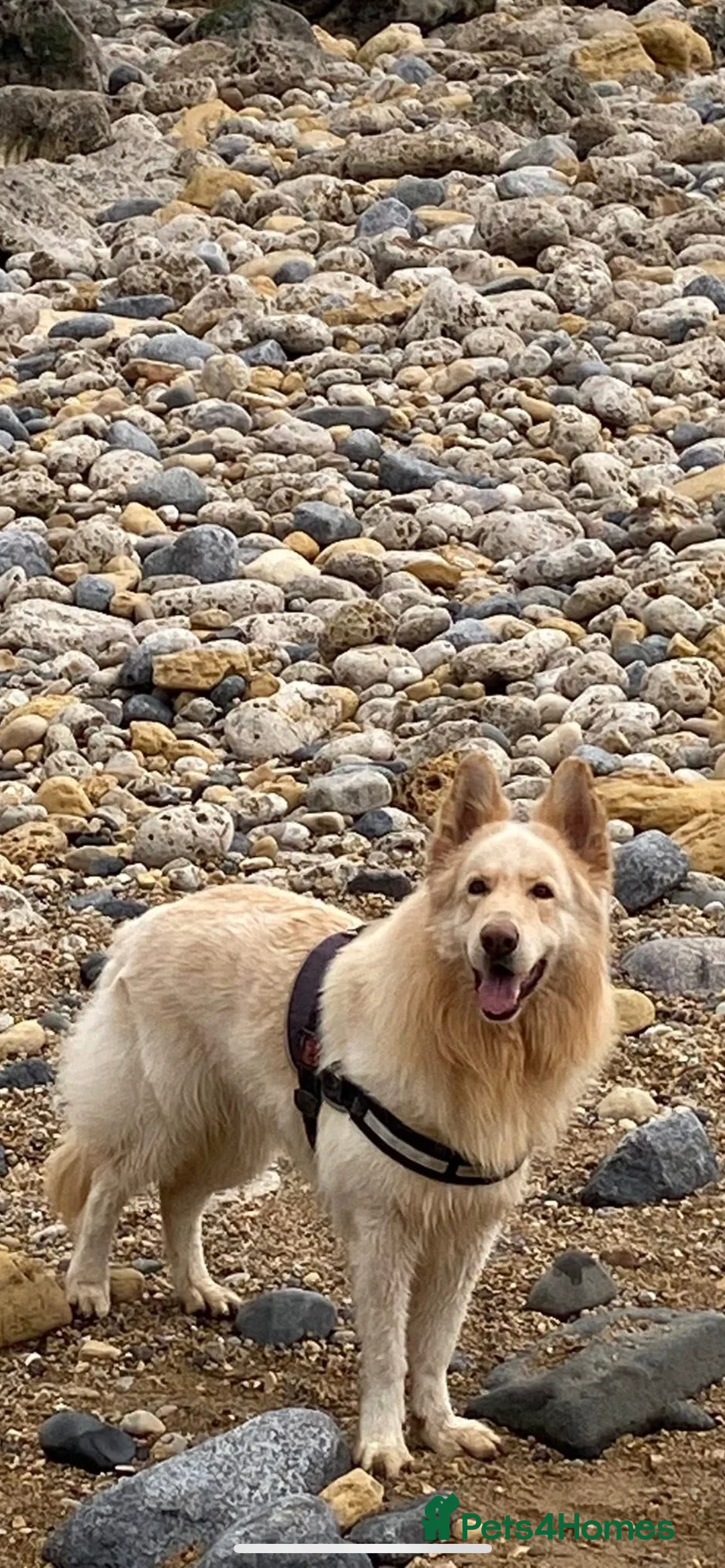 German Shepherd dogs for stud: Miss wright in Hebburn - Advert 2