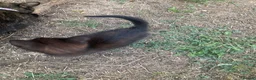 Domestic Shorthair cats for sale: 4 beautiful kittens is ready to go  - Advert 4