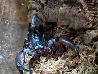 Scorpions invertebrates Asian Forest Scorpions - Advert 8