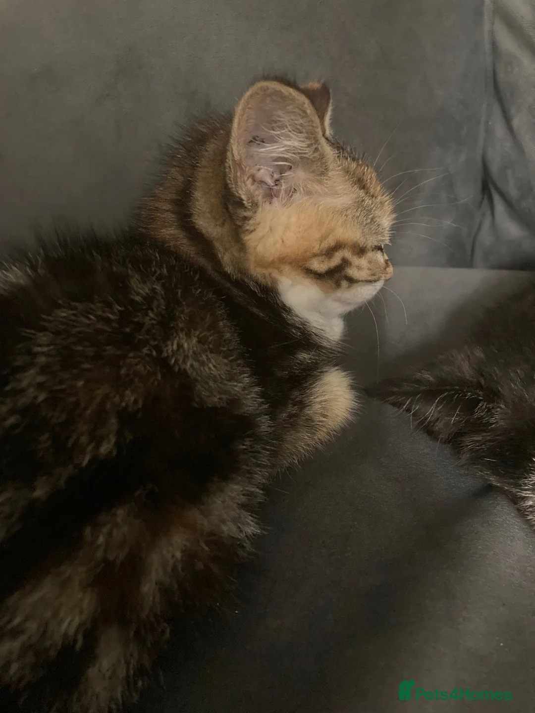 Mixed Breed cats for sale: Friendly kittens available for free - Advert 4