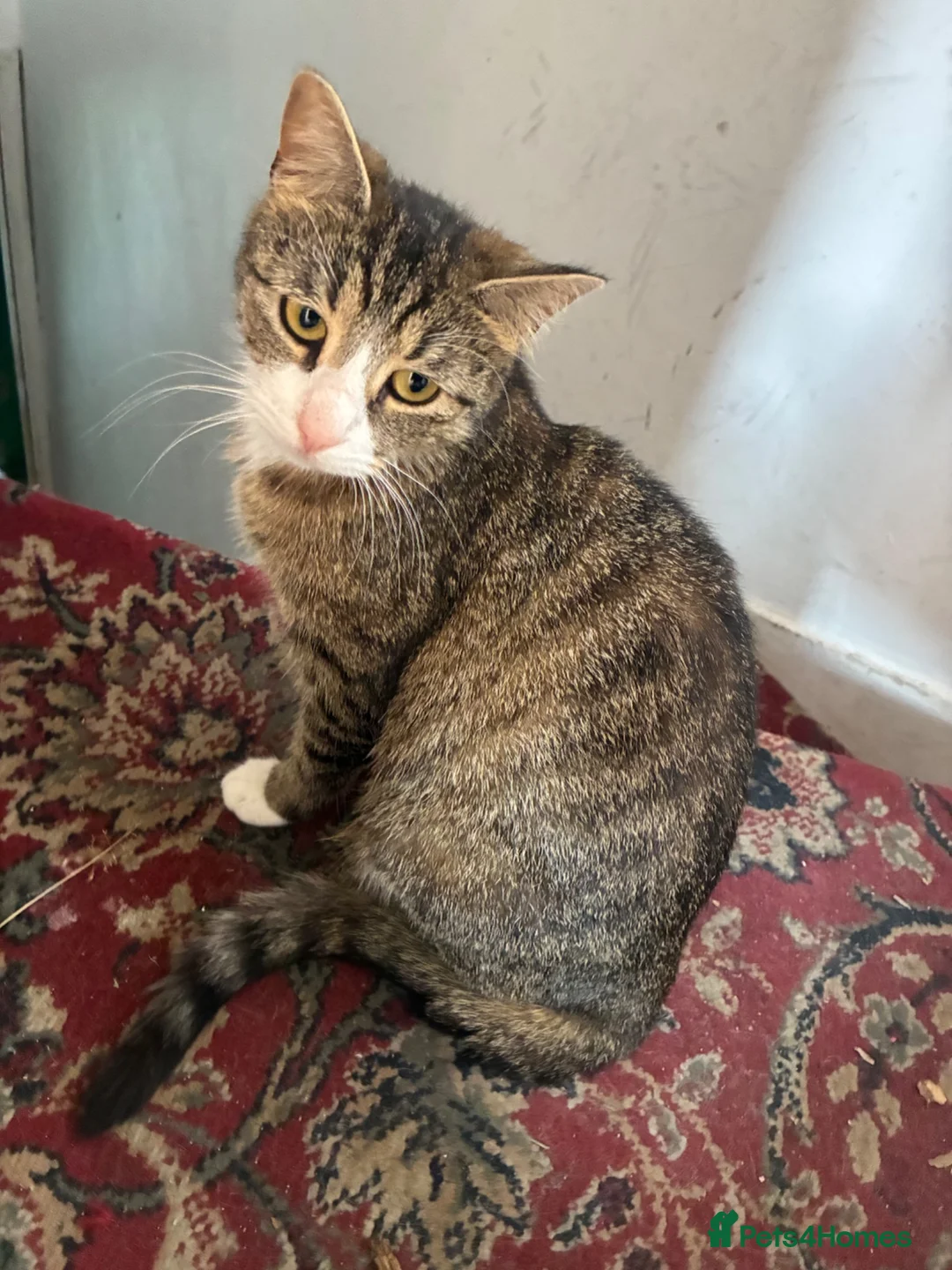 Mixed Breed cats for sale: Cat and kitten - Advert 1