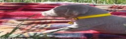 Weimaraner dogs for sale: Weimaraner Puppies For Sale  - Advert 5