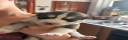 Siberian Husky dogs for sale: Stunning husky pups  - Advert 35