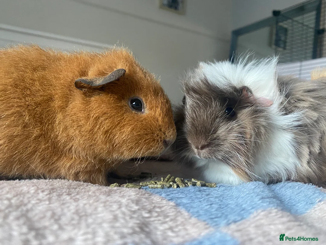 Guinea Pig rodents for sale: Bonded pair male Guinea pigs  - Advert 3