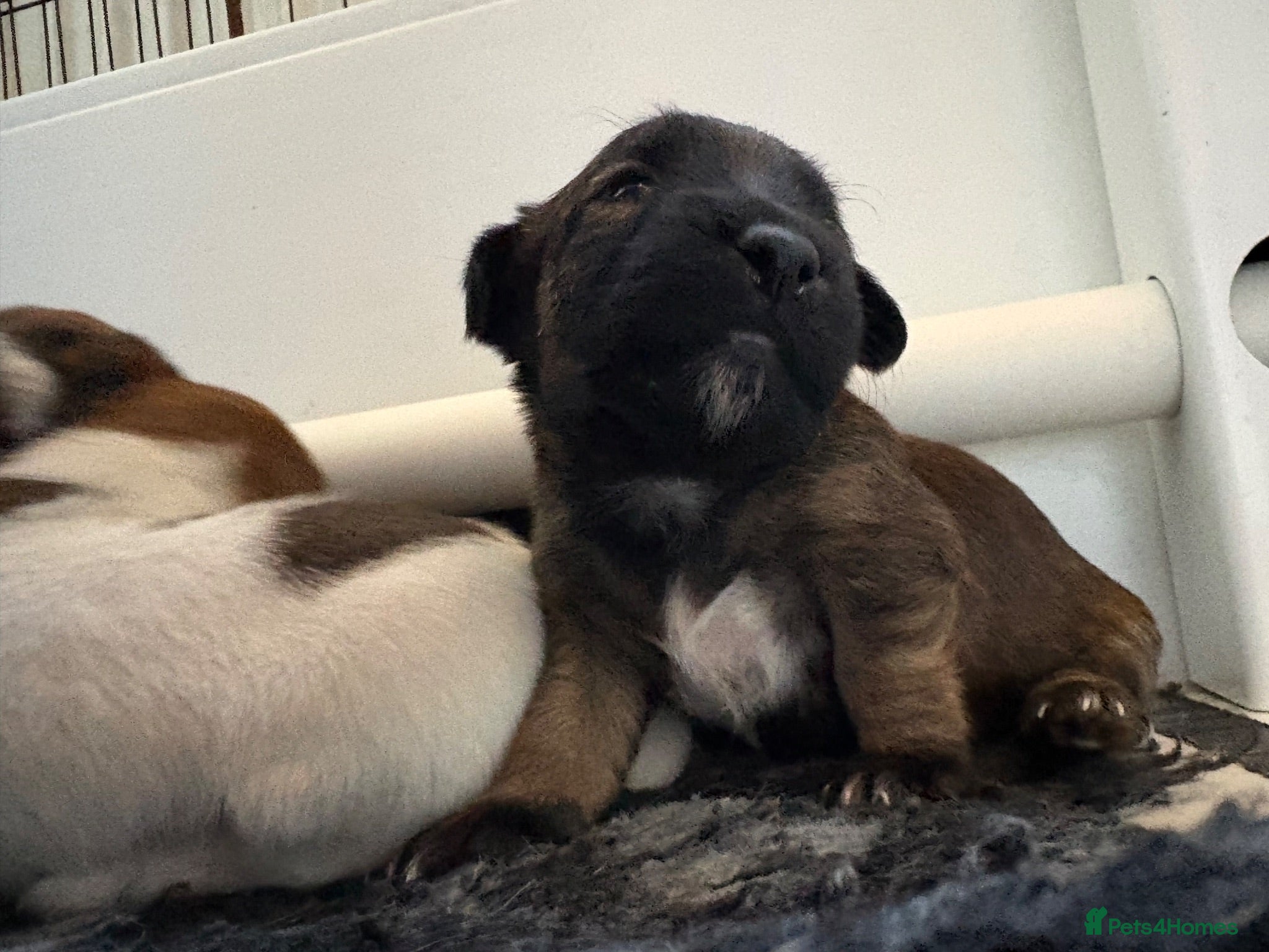 Jack Russell dogs Delightful Miniature Jack Russell Pups - Advert 2