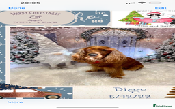 Cocker Spaniel dogs for sale: Beautiful show cocker - Advert 13